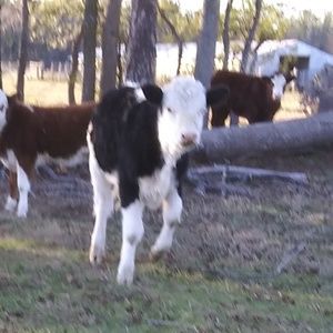 Meet your Posher, Julian